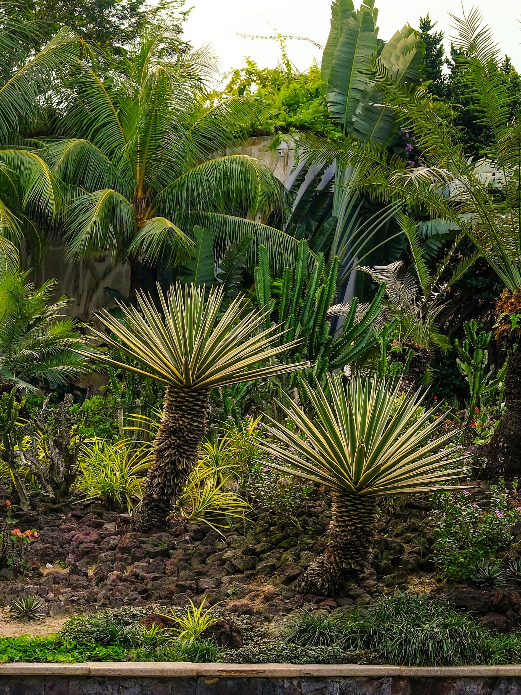 Tanaman herba dan palma tropika yang padat di taman botani