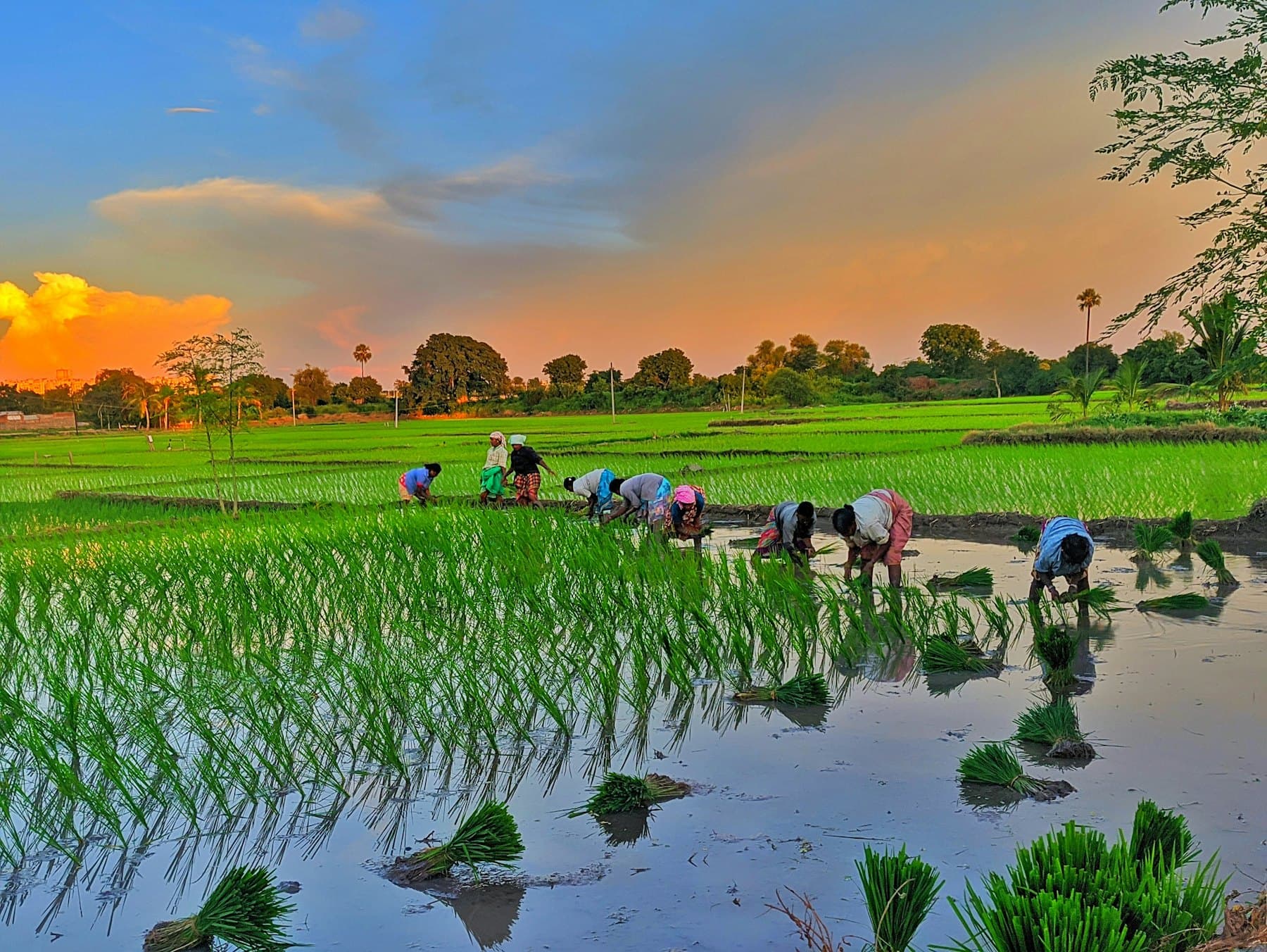 Petani menanam anak padi di sawah bertakung ketika senja