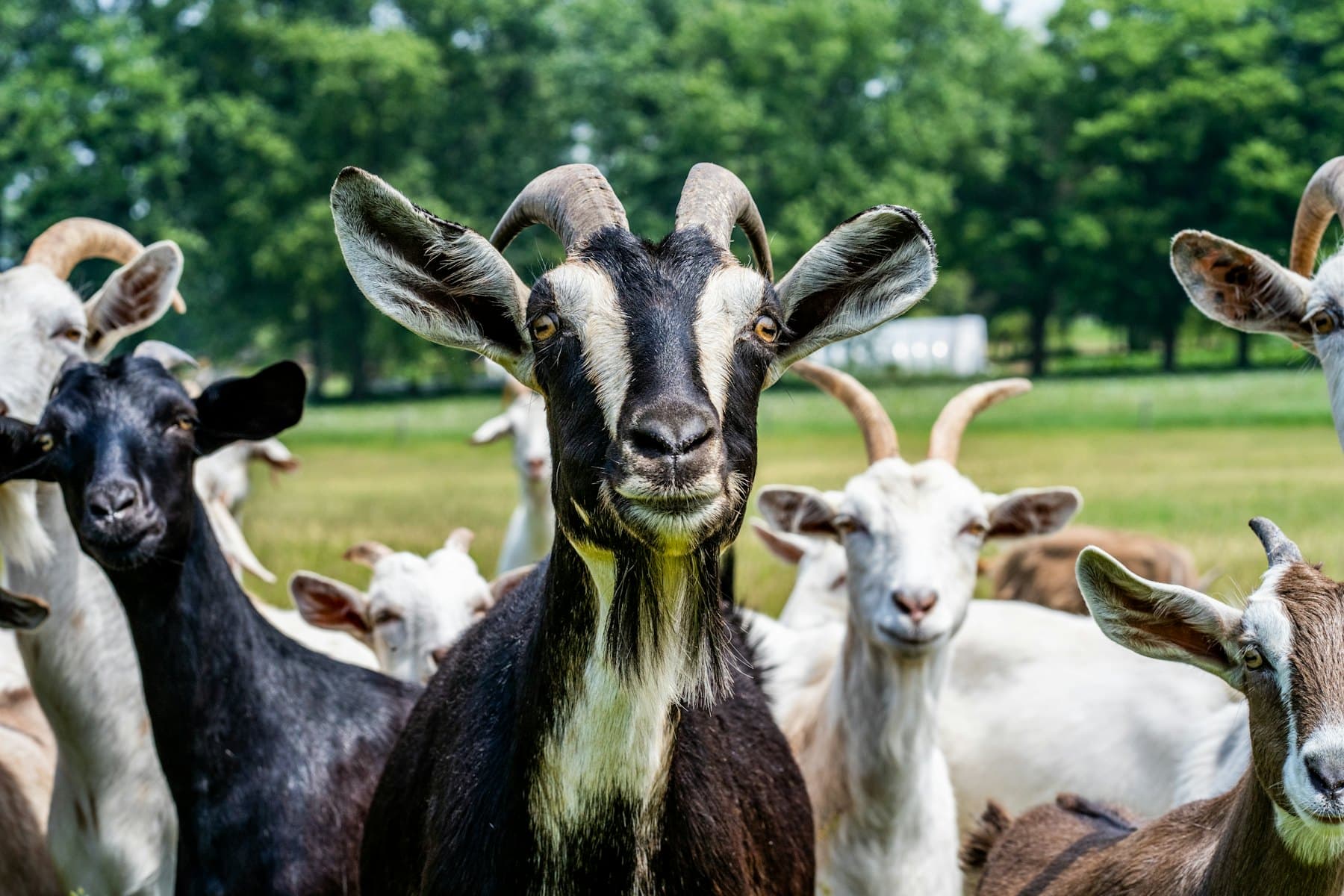 Sekawan kambing di padang ragut terbuka